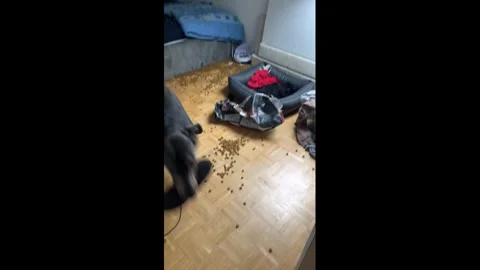 Germany: Dog runs through house with sandal in its mouth in Munster, Germ... Stock Footage 344864312