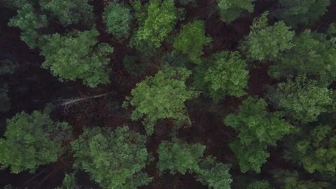 Germany. Drone. Fog in the forest. River. Boats. Wildlife. Green dense forest. Stock Footage 231784300