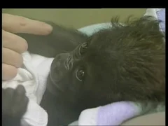 The keeper nuzzles with eight-weeks-old gorilla baby 'Mary Two' at