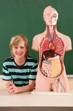 Germany, Emmering, Boy (12-13) with human organs model, smiling, portrait Stock Photos