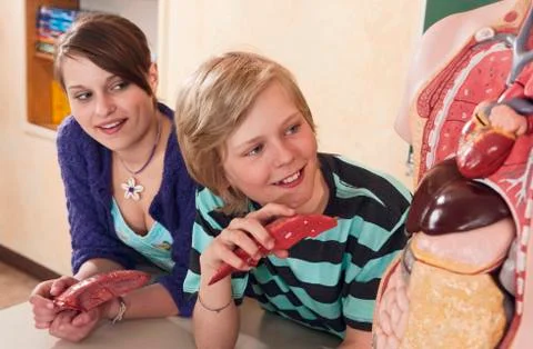 Germany, Emmering, Girl and boy (12-13) watching at human organs model, smiling Stock Photos