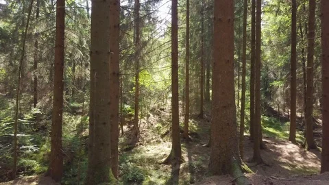 Germany Forest 4K 2 스톡 동영상 90265712