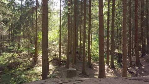 Germany Forest 4K 3 스톡 동영상 90265759
