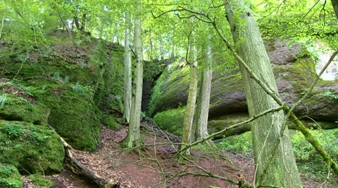 Germany - Forest Видео 43281820