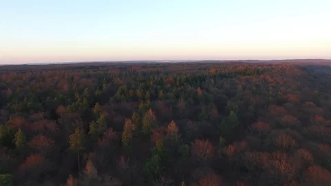 Germany Forest Stock Footage 76048089