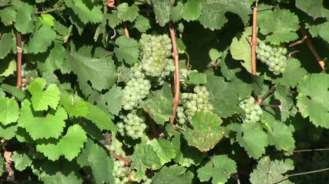 Germany - grapes Stock Footage 12102480