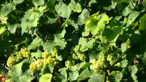 Germany - Grapes Видео 12102514