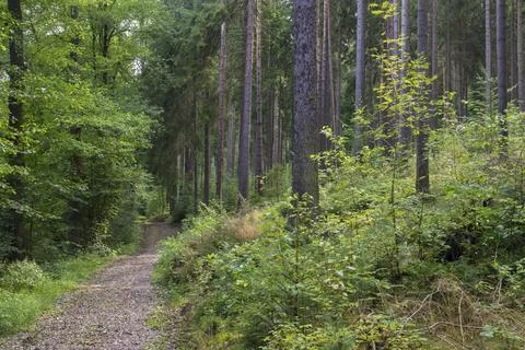 Germany, Greiz, Thuringia, Thuringia, Kruemmetal, Vogtland, Waldweg Stock-Fotos