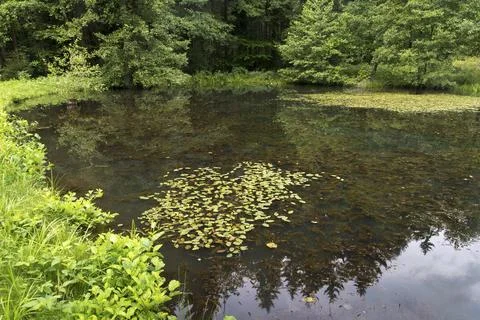 Germany, Greiz, Thuringia, Thuringia, Kruemmetal, landscape, swimming leaf Stock-Fotos