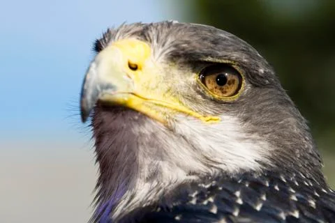 Germany, Hellenthal, Black-chested buzzard eagle 写真素材