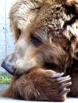 Germany Kodiak Bear - Apr 2006 Stock Photos