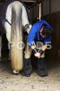 Germany, Mature man shoeing horse Stock Photos