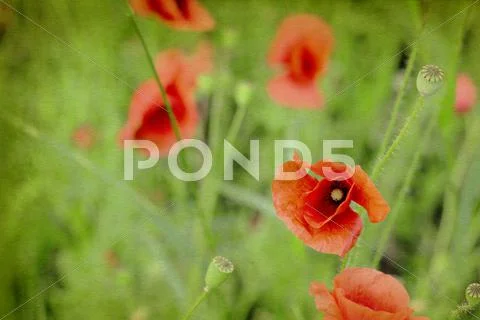 Germany, Munich, Close up of red poppy in meadow, textured effect Stock Photos