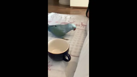 Germany: Parrot in Leonberg drinks from cup and dances before freezing Stock Footage 282550223