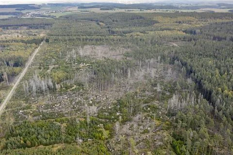 Germany, Poellwitz Forest, Thuringia, Thuringia, aerial view, bow, bark beetle Stock-Fotos
