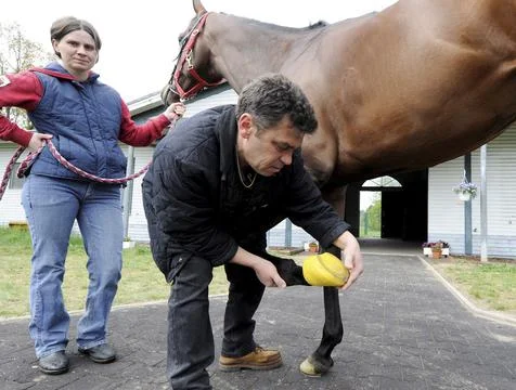 Germany Racehorse - May 2010 Stock Photos