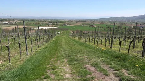 Germany Rhine beyond vineyard Video stock 80251850