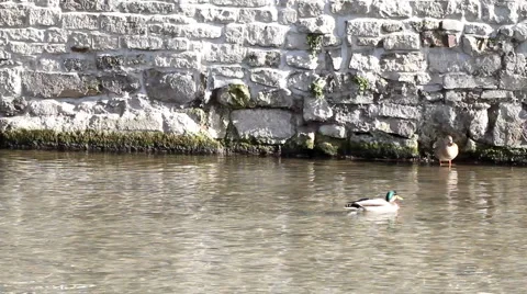 Germany - river Видео 1105908