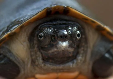 Germany River Turtle - Sep 2012 Stock Photos