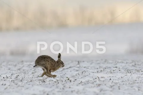 Germany, Schleswig/holstein, Running Rabbit, Leporidae