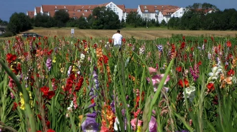 Germany Self-service flowers cutting for sale Stock Footage