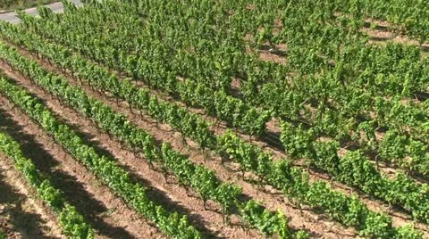Germany - vineyard Stock Footage 12129180