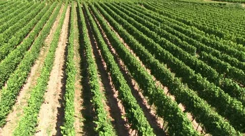 Germany vineyard Stock Footage 12162783