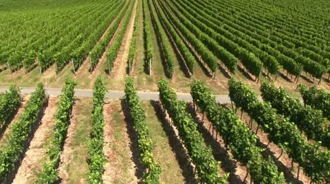 Germany vineyard Видео 12169625