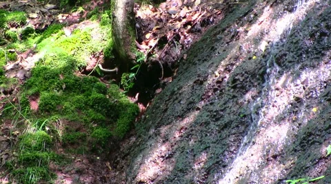 Germany - waterfall in a forest Видео 43219535