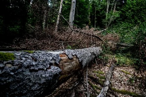 Germany's forests face wildfire risk amid drought, Templin Gollin - 03 Aug 2026 Stock Photos