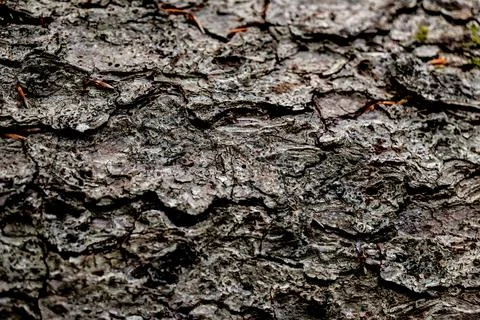 Germany's forests face wildfire risk amid drought, Templin Gollin - 03 Aug 2026 Stock Photos