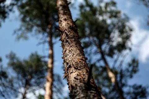 Germany's forests face wildfire risk amid drought, Templin Gollin - 03 Aug 2026 Stock Photos