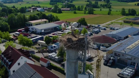 Germering, Bavaria, Germany June 2. 2023 Close up Storks in a nest 库存影片 337322211