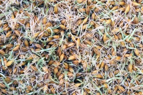 Germinated barley Stock Photos
