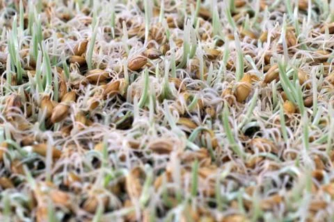 Germinated barley Stock Photos
