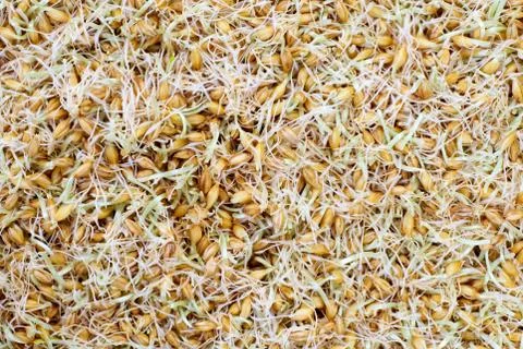 Germinated barley Stock Photos