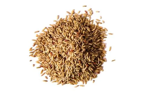 Germinated brown rice Stock Photos