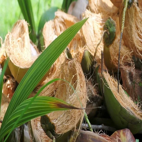 Germinated coconuts on green grass Stock Footage 69488165
