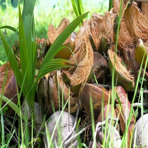 Germinated coconuts on green grass Stock Footage 69488359