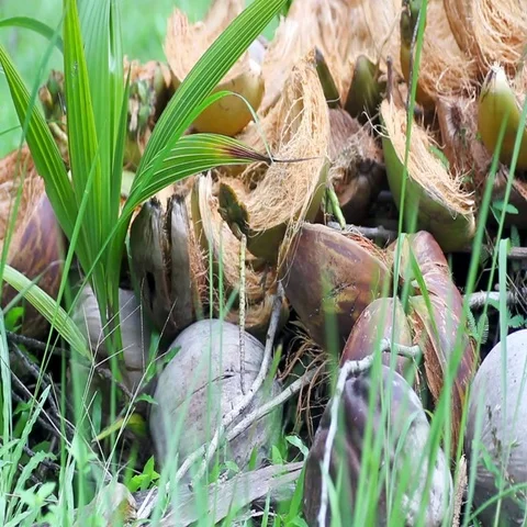 Germinated coconuts on green grass Stock Footage 69488464