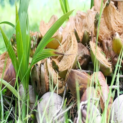 Germinated coconuts on green grass Stock Footage 69488543