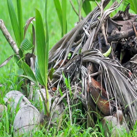 Germinated coconuts on green grass Stock Footage 69490377