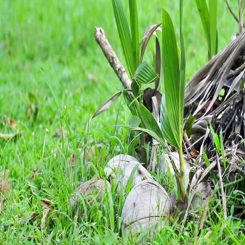 Germinated coconuts on green grass Stock Footage 69490540