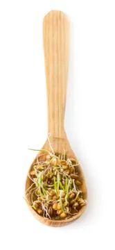 Germinated grain Foto stock