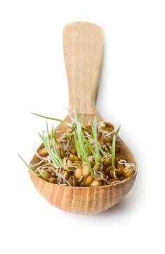 Germinated grain Stock Photos