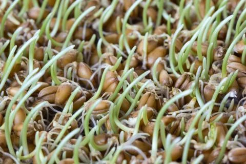 Germinated grain Stock Photos