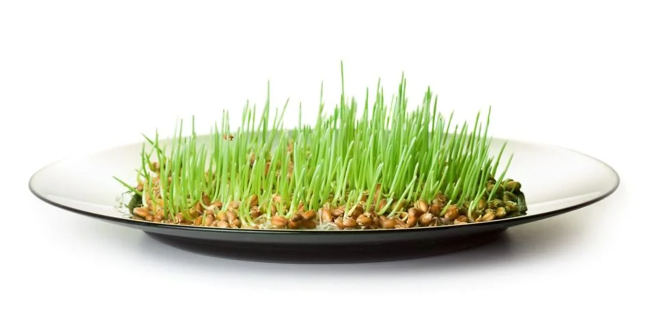 Germinated grain Stock Photos