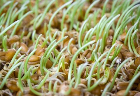 Germinated grain Stock Photos
