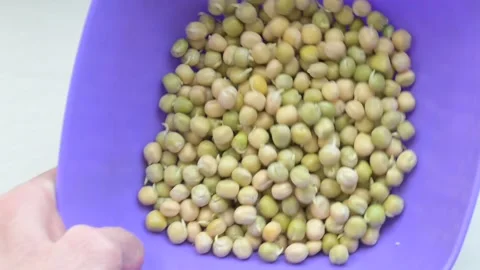 Germinated pea seeds Stock Footage 188215216