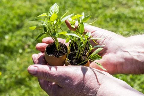 Germinated plants from aggshells Stock Photos